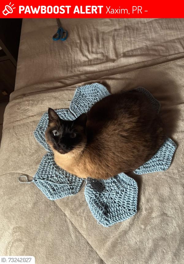 Lost Male Cat last seen Mercado itamaraty, Xaxim, PR 81830-240