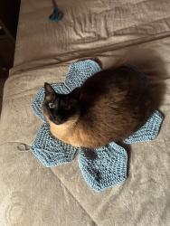 Lost Male Cat last seen Mercado itamaraty, Xaxim, PR 81830-240
