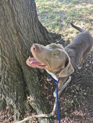 Found/Stray Female Dog last seen Near w 2nd ave easley, sc 29640, Easley, SC 29640