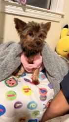 Lost Male Dog last seen Near market st, Oakland, CA 94607