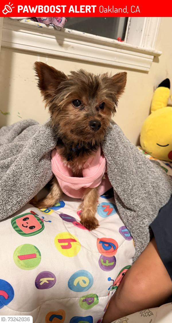 Lost Male Dog last seen Near market st, Oakland, CA 94607