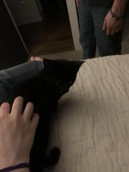Found/Stray Female Cat last seen Tournament Dr SW, Concord, NC 28025