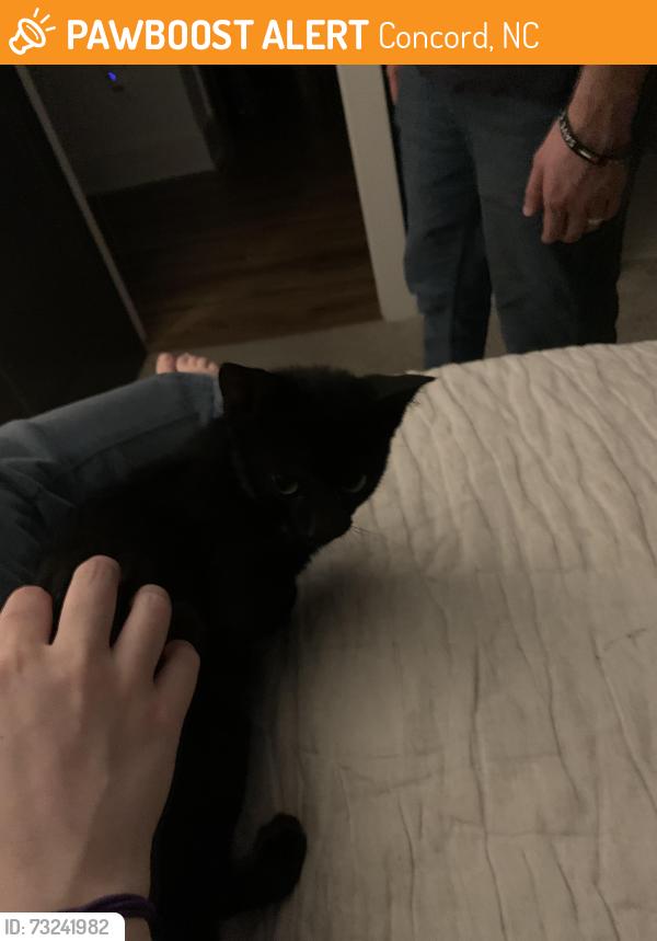 Found/Stray Female Cat last seen Tournament Dr SW, Concord, NC 28025