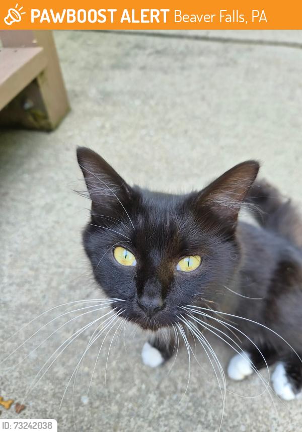 Found/Stray Unknown Cat last seen Sun view drive beaver falls, Beaver Falls, PA 15010