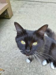 Found/Stray Unknown Cat last seen Sun view drive beaver falls, Beaver Falls, PA 15010
