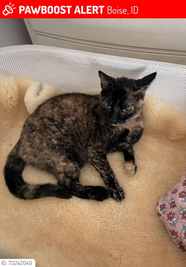 Lost Female Cat last seen 10th and Brumback, Boise, ID 83702
