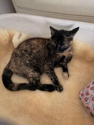 Lost Female Cat last seen 10th and Brumback, Boise, ID 83702