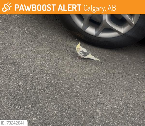 Found/Stray Unknown Bird last seen Skyview link NE, Calgary, AB 