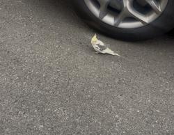 Found/Stray Unknown Bird last seen Skyview link NE, Calgary, AB 