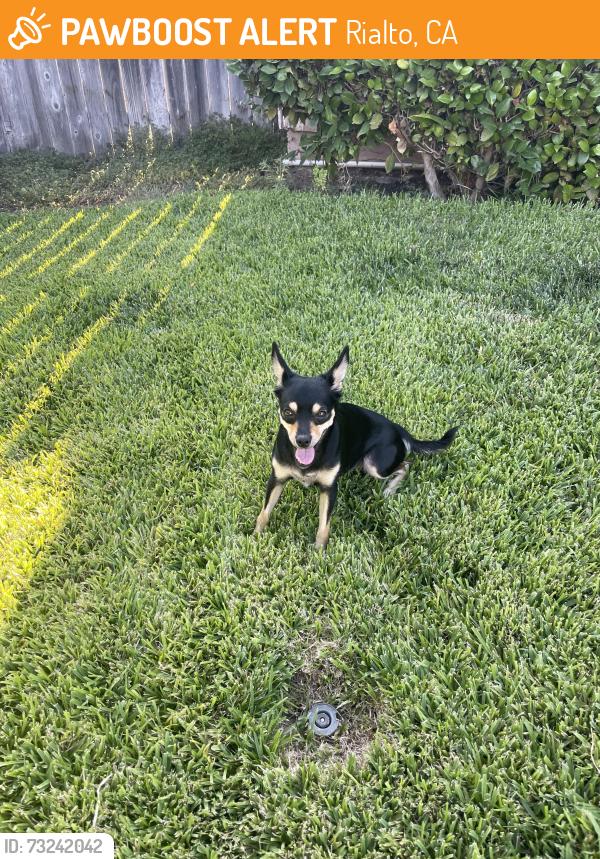 Found/Stray Male Dog last seen Running across riverside ave near el rincon pizza, Rialto, CA 92376