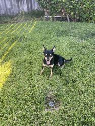 Found/Stray Male Dog last seen Running across riverside ave near el rincon pizza, Rialto, CA 92376