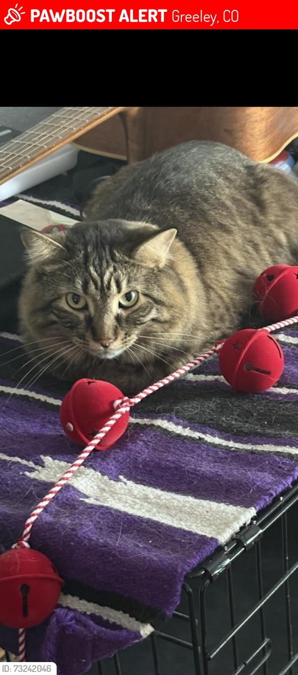Found/Stray Male Cat last seen 47th ave, Greeley, CO 80634
