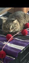 Reunited Male Cat last seen 47th ave, Greeley, CO 80634