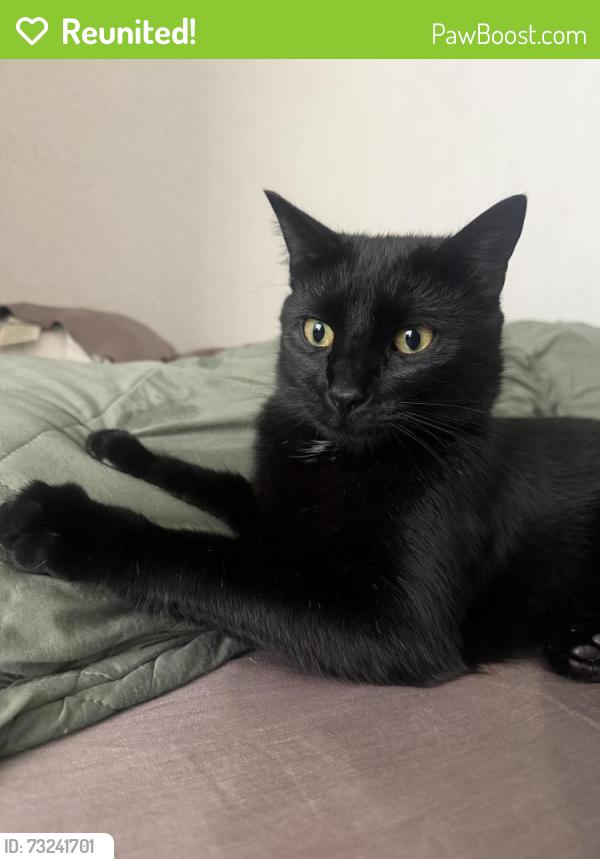 Reunited Male Cat last seen Fournier St, Oxnard, CA 93033