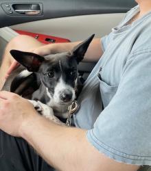 Reunited Female Dog last seen Near Paces Ferry W, Atlanta, GA 30339, USA, Atlanta, GA 30339