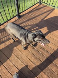 Found/Stray Female Dog last seen Ingle's, 4396 Highway 24, Anderson, SC 29626, Anderson, SC 29626