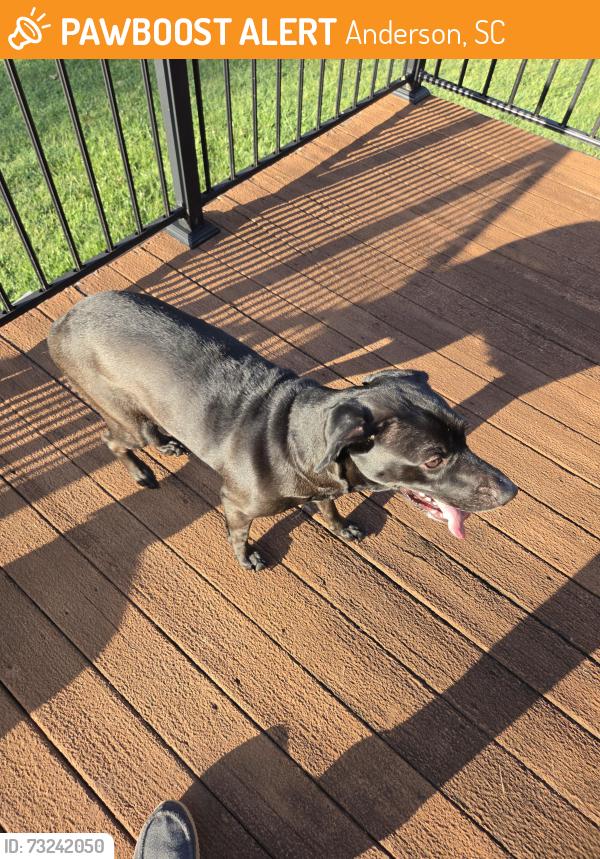 Found/Stray Female Dog last seen Ingle's, 4396 Highway 24, Anderson, SC 29626, Anderson, SC 29626