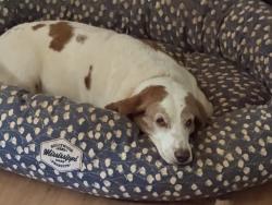 Reunited Female Dog last seen Near Oxford Lakes Run, Milton, GA 30004
