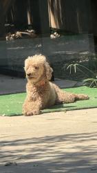 Reunited Male Dog last seen Briarwood and Hurstview, Hurst, TX 76053