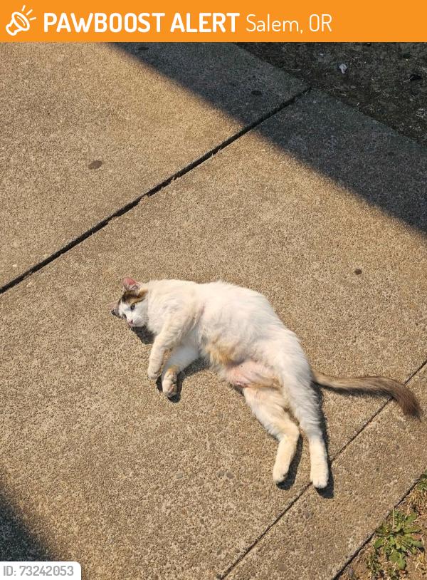 Found/Stray Male Cat last seen Etta Dr NE salem, Salem, OR 97305