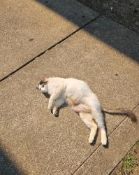 Found/Stray Male Cat last seen Etta Dr NE salem, Salem, OR 97305