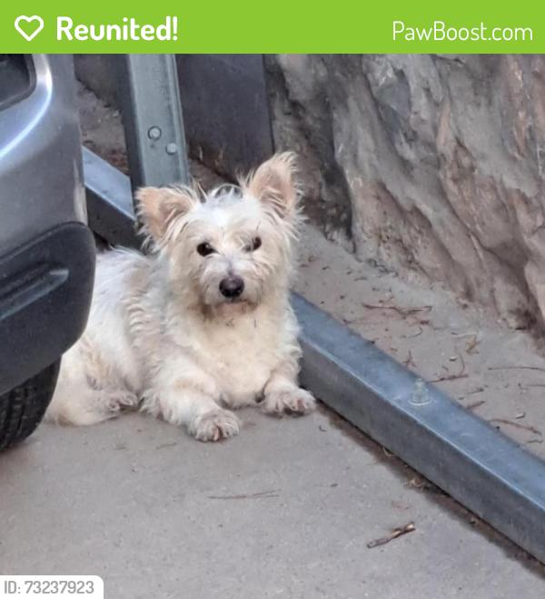Reunited Male Dog last seen McCombs & Sun Valley, El Paso, TX 79924