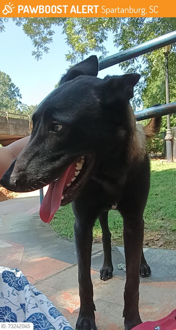 Found/Stray Male Dog last seen Enterprise at 986 Asheville Hwy, Spartanburg, SC 29303, Spartanburg, SC 29303