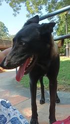 Found/Stray Male Dog last seen Enterprise at 986 Asheville Hwy, Spartanburg, SC 29303, Spartanburg, SC 29303
