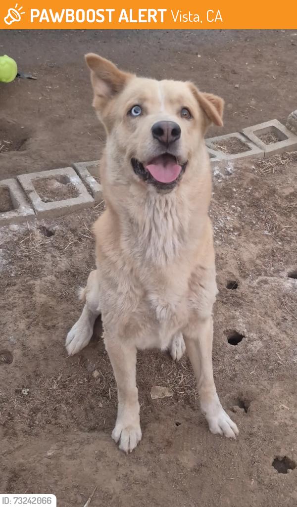 Found/Stray Male Dog last seen East vista way & civic center dr, Vista, CA 92084