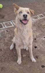 Found/Stray Male Dog last seen East vista way & civic center dr, Vista, CA 92084