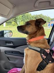 Reunited Female Dog last seen Candies Creek Ridge Road between Hooper Gap and Lower River road. Charleston, TN, Charleston, TN 37310