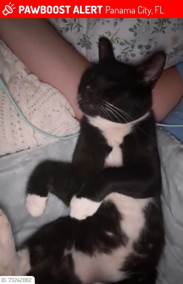 Lost Male Cat last seen pipeline , 39th street, Panama City, FL 32404