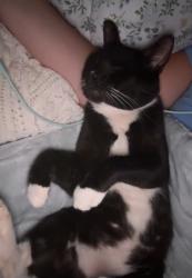 Lost Male Cat last seen pipeline , 39th street, Panama City, FL 32404