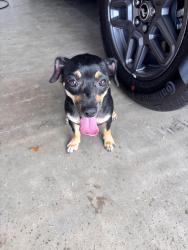 Found/Stray Female Dog last seen Found on Wydewood and Dengar, Midland, TX 79707