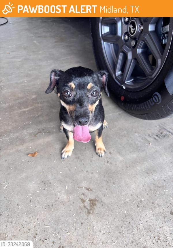 Found/Stray Female Dog last seen Found on Wydewood and Dengar, Midland, TX 79707