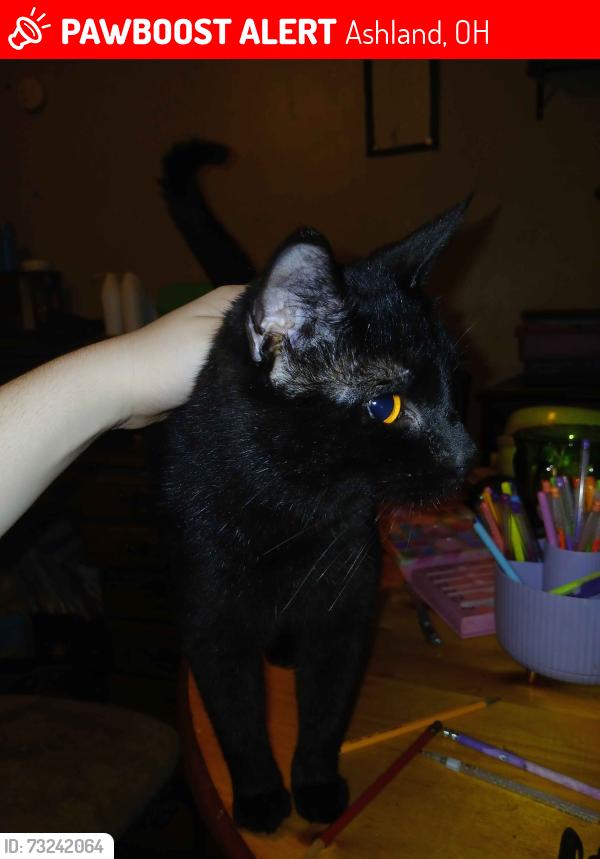 Lost Male Cat last seen Eastern ave & liberty street, Ashland, OH 44805