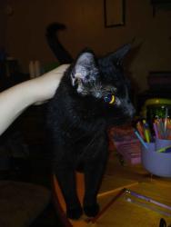 Lost Male Cat last seen Eastern ave & liberty street, Ashland, OH 44805