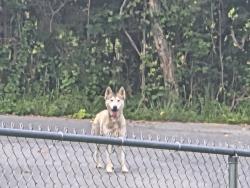 Found/Stray Female Dog last seen Green Lake Dr, Kingsport, TN 37663