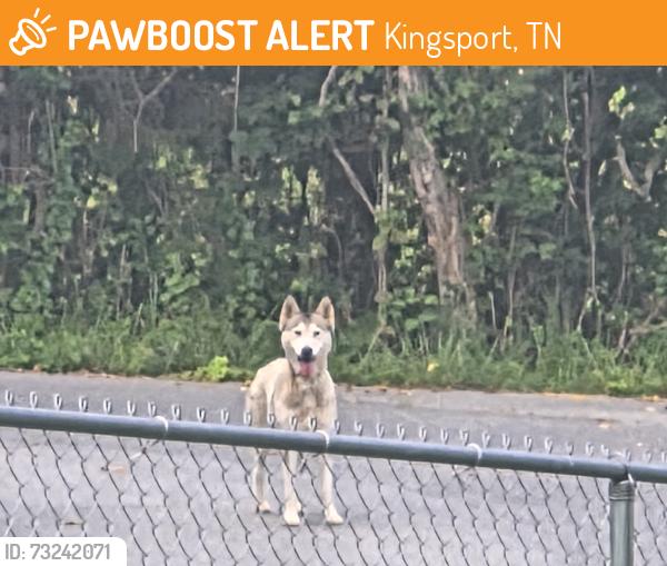 Found/Stray Female Dog last seen Green Lake Dr, Kingsport, TN 37663
