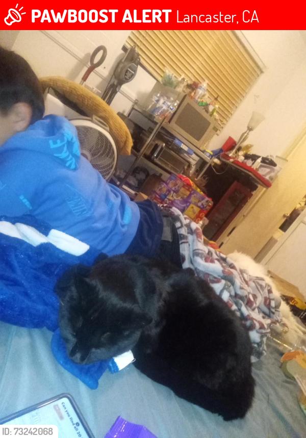 Lost Male Cat last seen Ave L by 711 & neighbor hood store, Lancaster, CA 93536