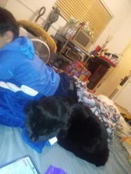 Lost Male Cat last seen Ave L by 711 & neighbor hood store, Lancaster, CA 93536