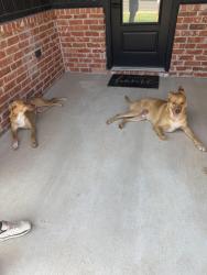 Found/Stray Male Dog last seen Vicksburg and 64th, Lubbock, TX 79414
