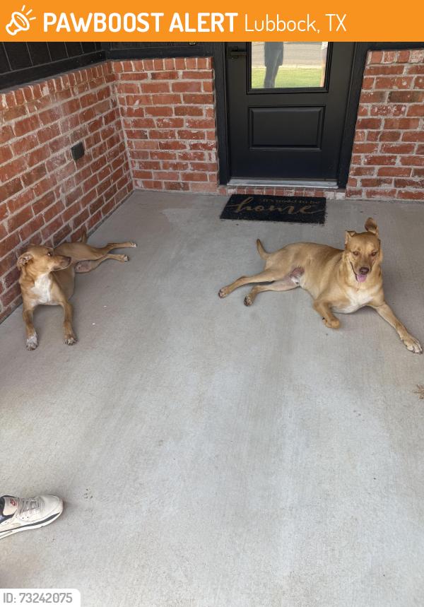 Found/Stray Male Dog last seen Vicksburg and 64th, Lubbock, TX 79414