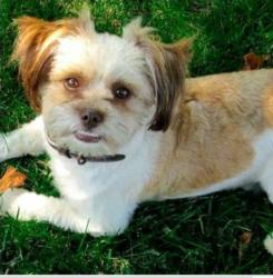 Lost Male Dog last seen Eaton and Polk, Dearborn Heights, MI 48125