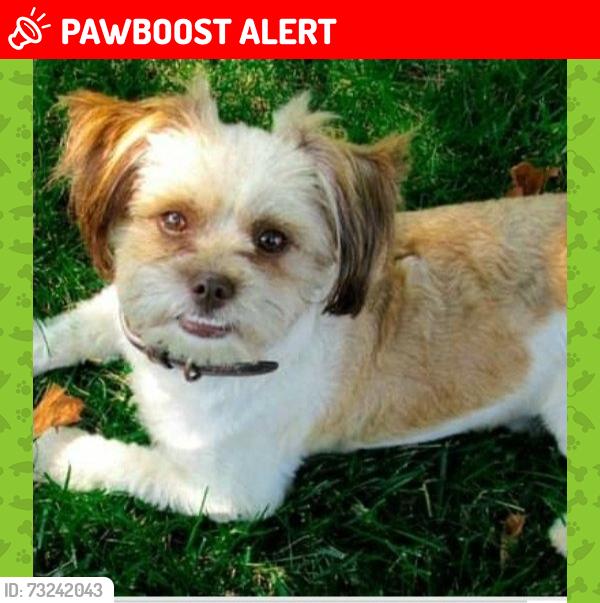 Lost Male Dog last seen Eaton and Polk, Dearborn Heights, MI 48125