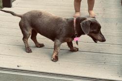 Reunited Female Dog last seen CR 2901, Eustace, TX 75124