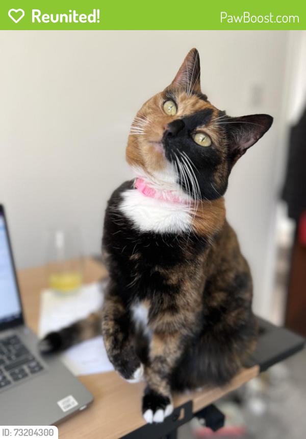 Reunited Female Cat last seen Near Wepre park, Connah’s Quay, Connah's Quay, Wales CH5 4JR