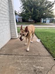 Found/Stray Male Dog last seen Gayclifee Terrance and Erinblu Pl., Edmond, OK 73003