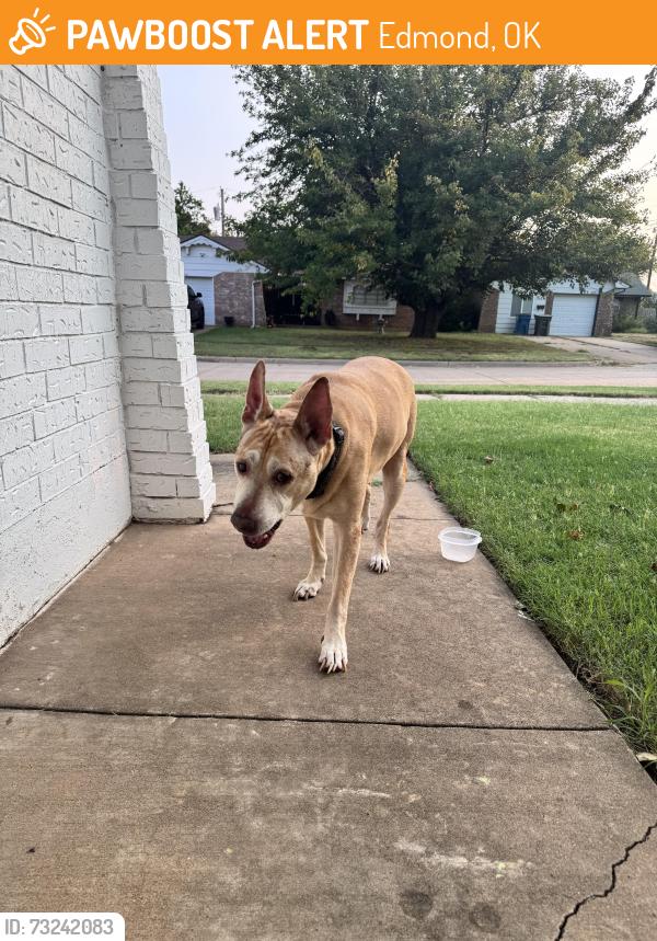 Found/Stray Male Dog last seen Gayclifee Terrance and Erinblu Pl., Edmond, OK 73003