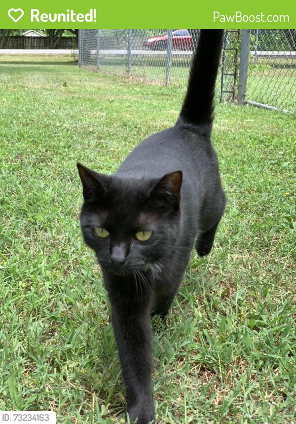 Reunited Female Cat last seen Almaville Road, One Mile Lane, Smyrna, TN 37167